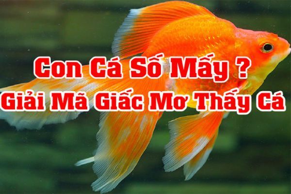 mơ thấy cá chép đánh con gì